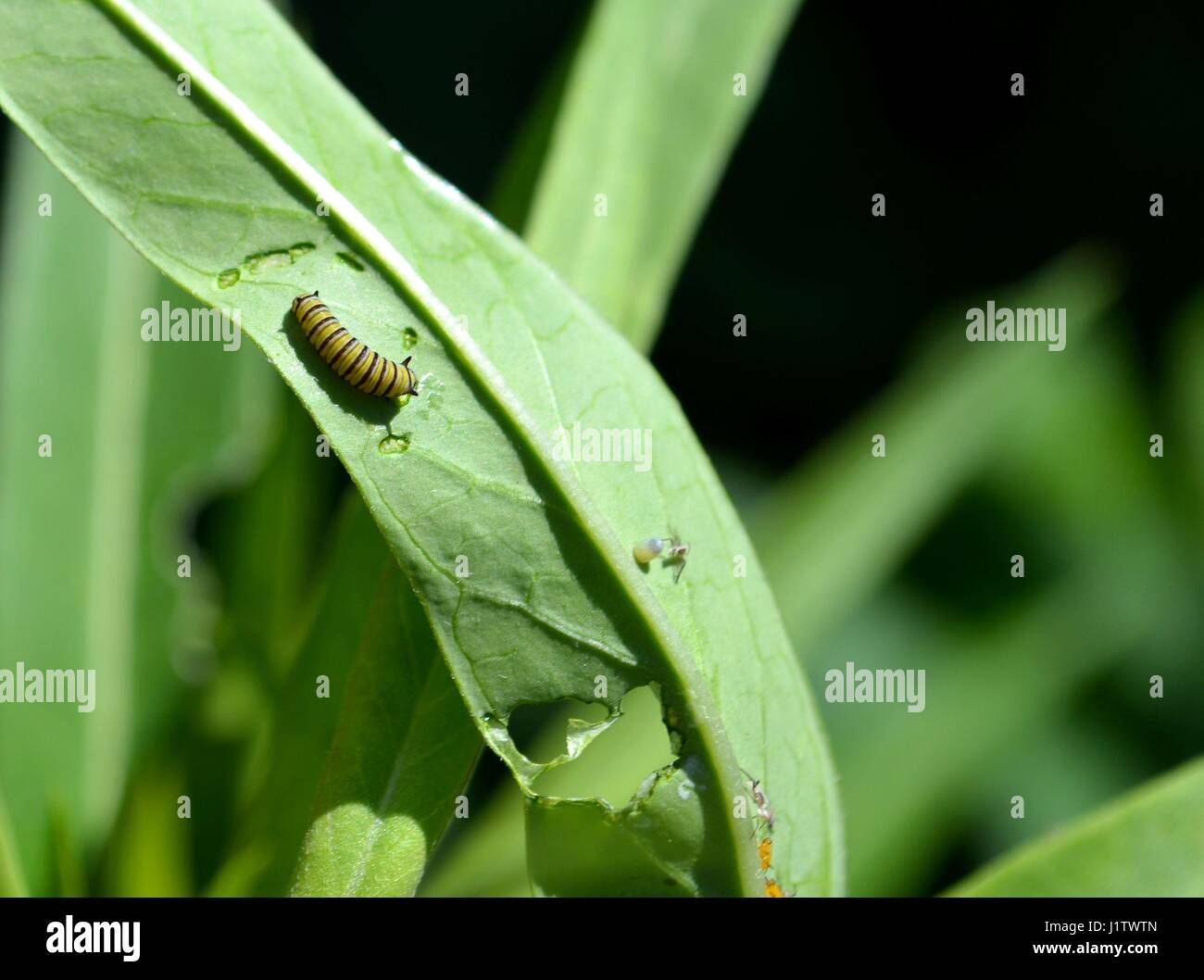 La Monarch caterpillar sul verde foglie milkweed Foto Stock