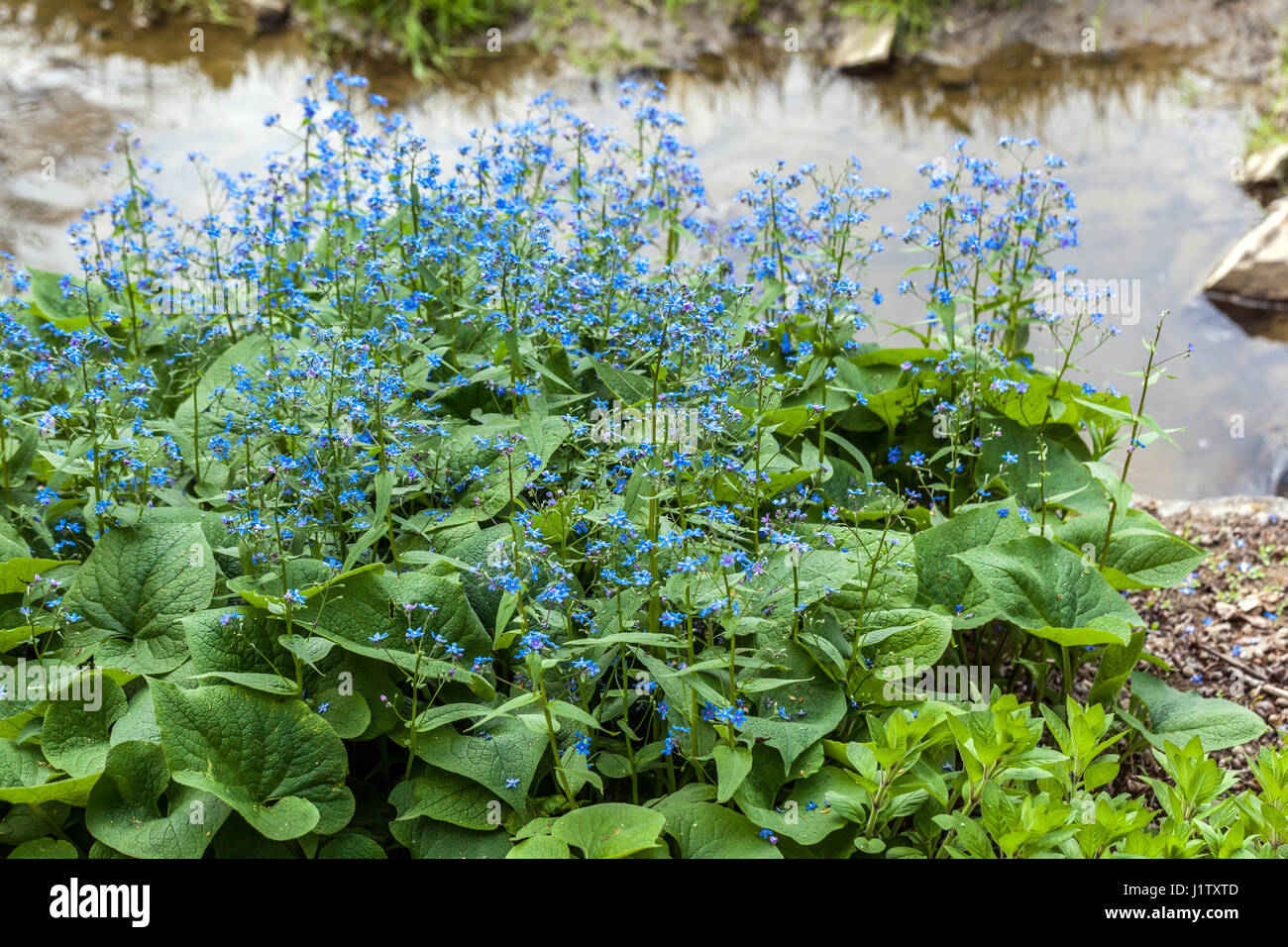 Brunnera macrophylla riva stagno Siberian Bugloss False Forget-me-not Brunnera Growing Foto Stock
