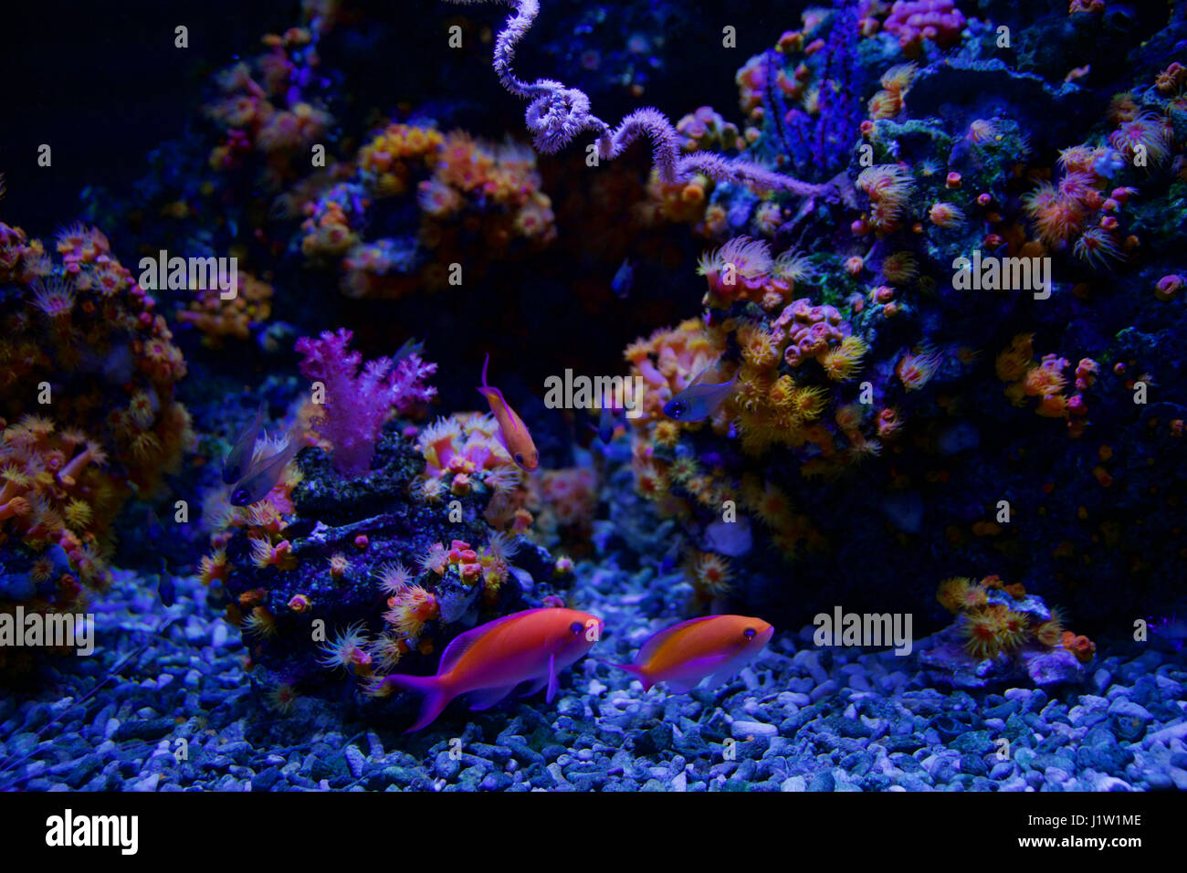 SEATTLE, WASHINGTON, STATI UNITI D'AMERICA - gennaio 25th, 2017: corallo esotici pesci di acquario marino su sfondo blu Foto Stock