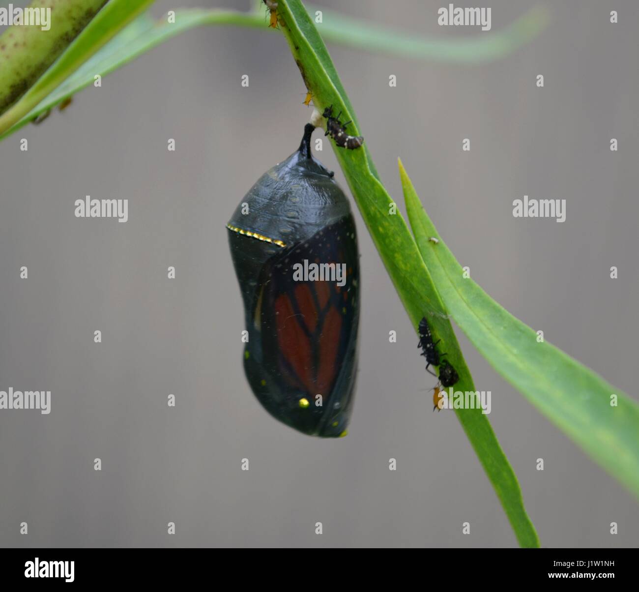 La Monarch crisalide attaccata alla pianta Milkweed Foto Stock