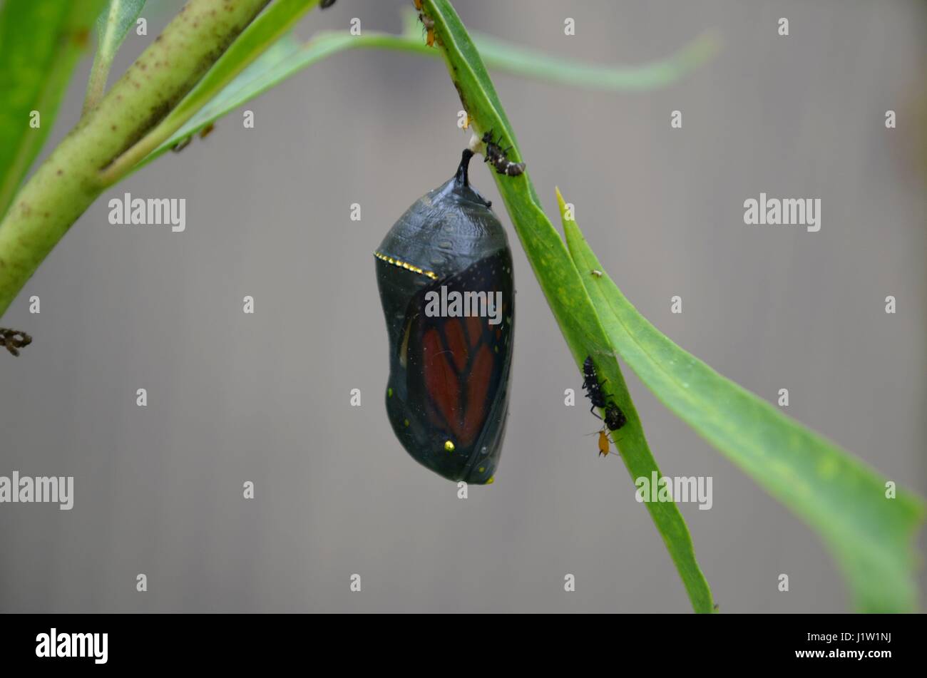 La Monarch crisalide attaccata alla pianta Milkweed Foto Stock