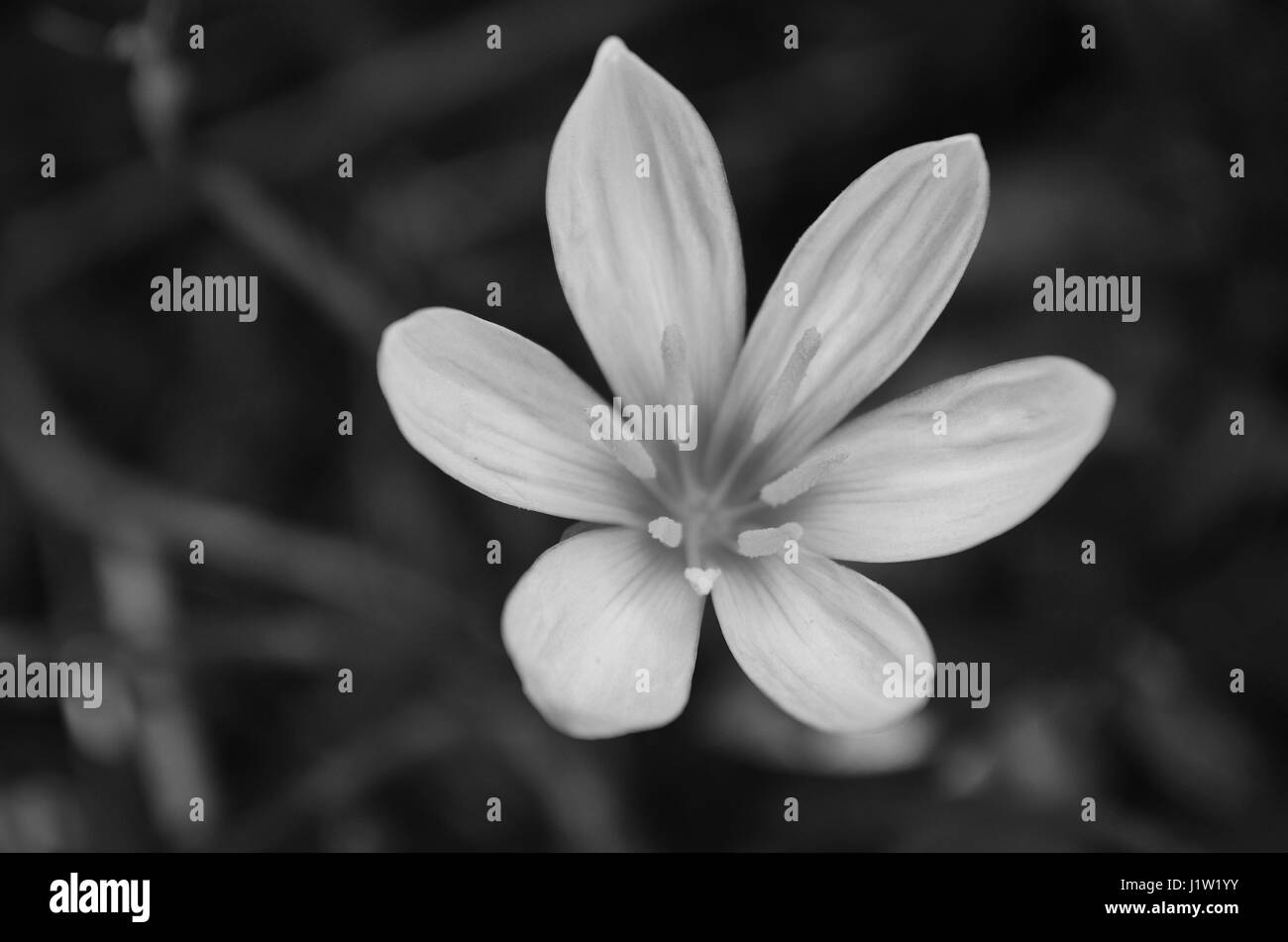 Fiore bianco in dettaglio con fogliame sullo sfondo bianco e nero Foto Stock