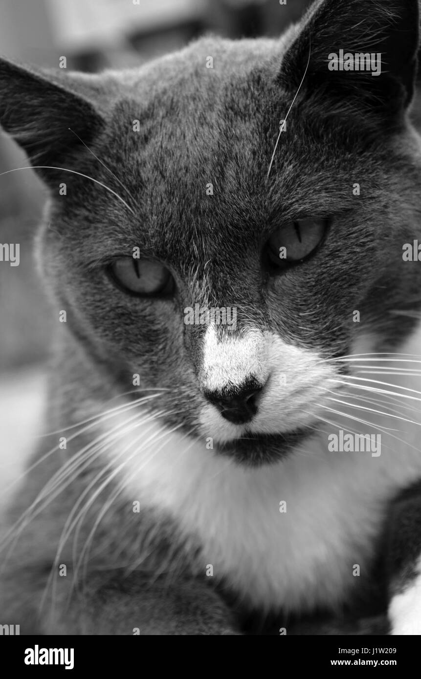 Splendido il grigio e il bianco gatto domestico in bianco e nero da vicino Foto Stock