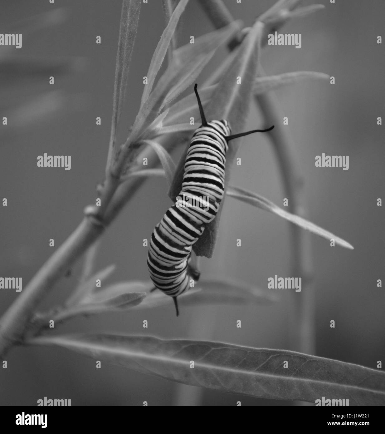 In bianco e nero la Monarch caterpillar sulla pianta milkweed Foto Stock