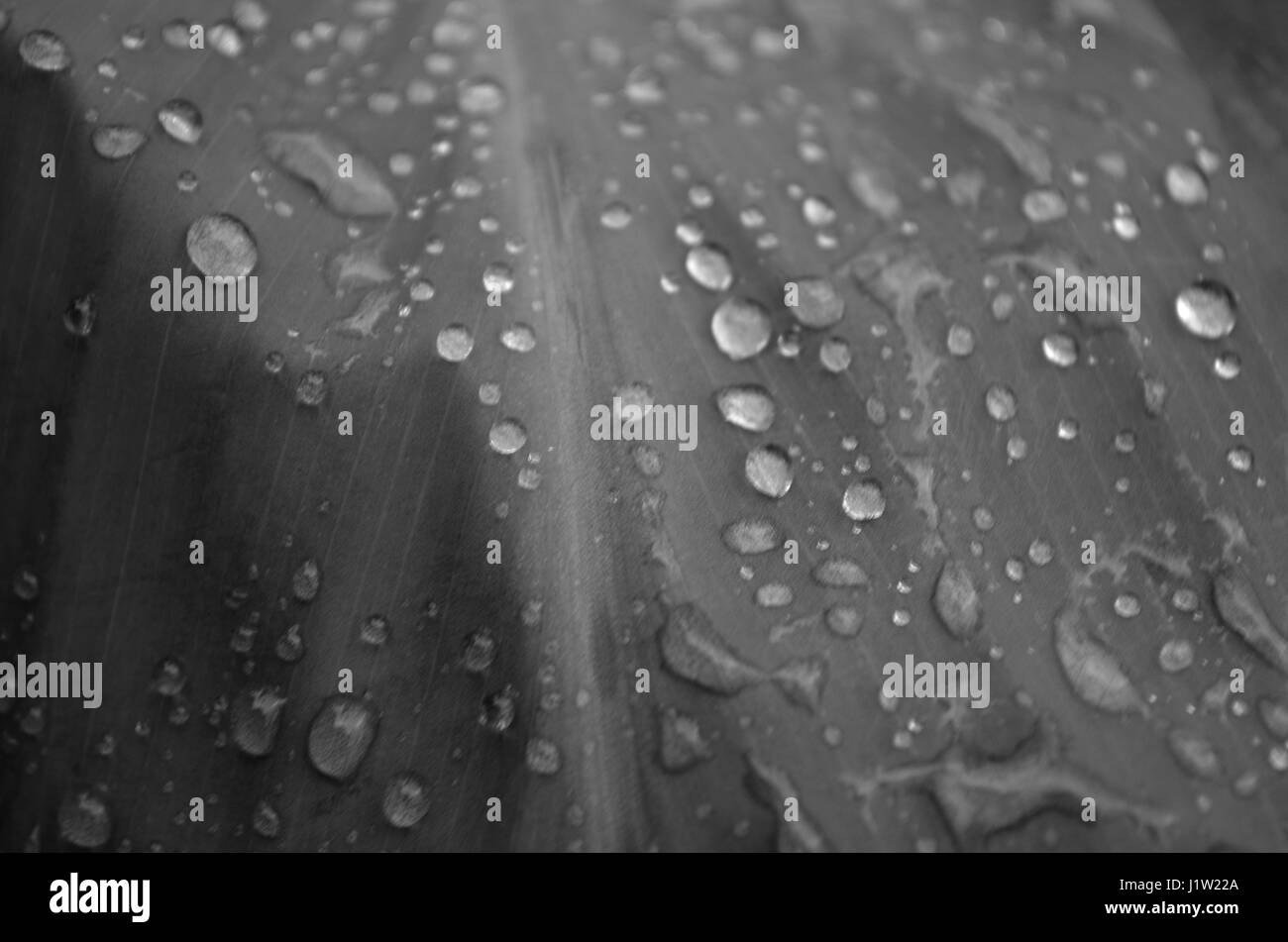 Close up di gocce di pioggia su una larga foglia piana in bianco e nero Foto Stock