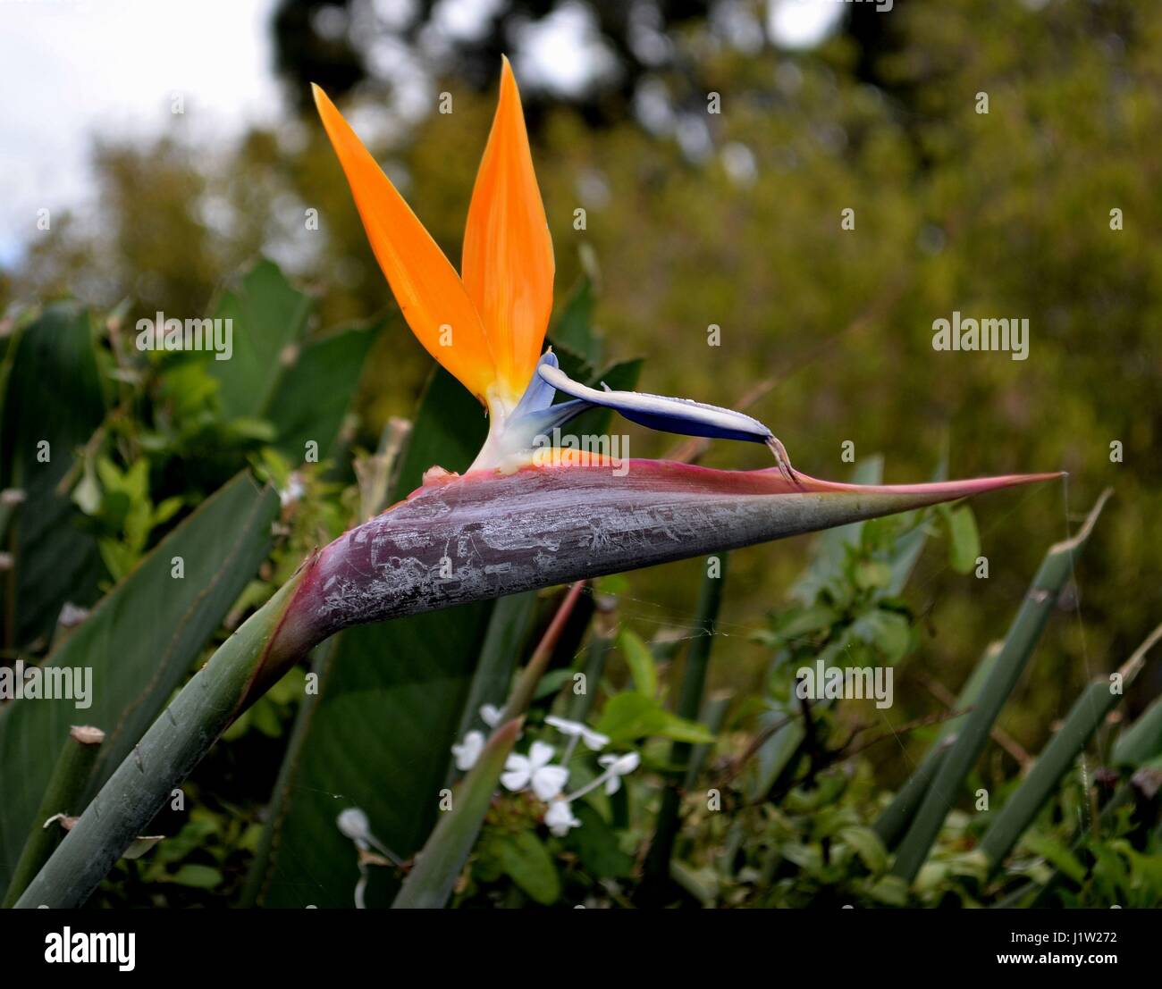 Uccello del paradiso fiore all'esterno sotto luce naturale nelle aree urbane NSW Foto Stock