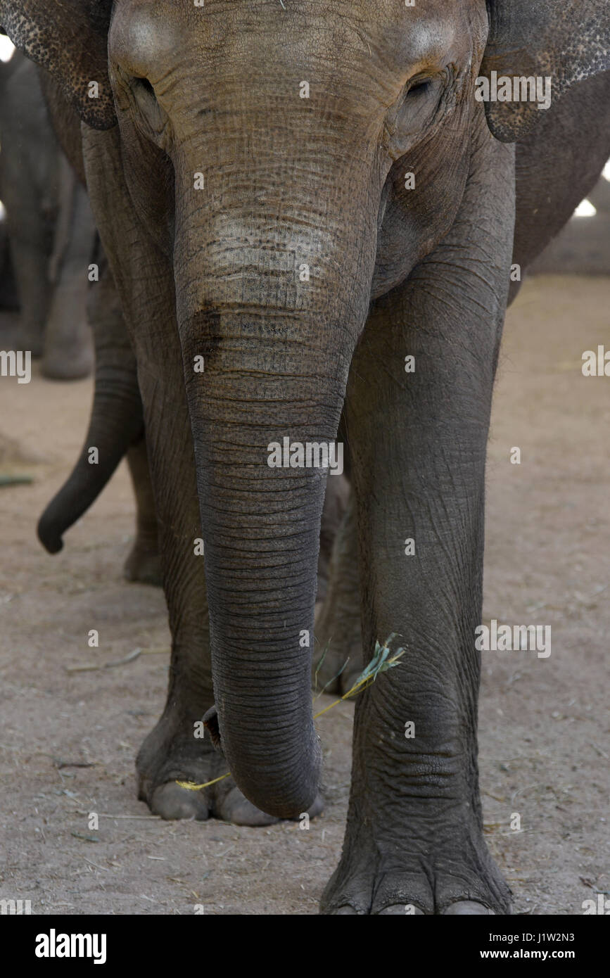 Madrid, Spagna. Xxi Aprile, 2017. La baby femmina elefante di Sumatra (Elephas maximus sumatranus), che è arrivato il 21 marzo 2017 con un peso di 80 kg dopo 21 mesi di gestazione, hanno raggiunto un mese di vita con ottima salute, secondo la Madrid custodi del giardino zoologico. Credito: PACIFIC PRESS/Alamy Live News Foto Stock