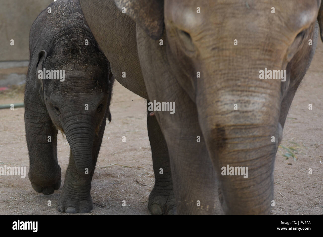 Madrid, Spagna. Xxi Aprile, 2017. La baby femmina elefante di Sumatra (Elephas maximus sumatranus), che è arrivato il 21 marzo 2017 con un peso di 80 kg dopo 21 mesi di gestazione, hanno raggiunto un mese di vita con ottima salute, secondo la Madrid custodi del giardino zoologico. Credito: PACIFIC PRESS/Alamy Live News Foto Stock