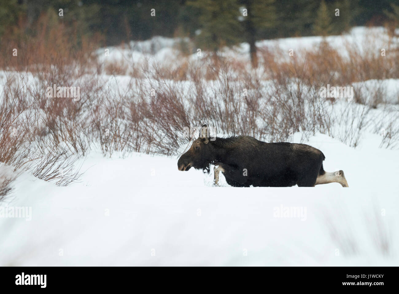 Moose / Elch ( Alces alces ), toro giovane in inverno, camminando attraverso la neve profonda su una radura, una maggiore area di Yellowstone, Wyoming negli Stati Uniti. Foto Stock