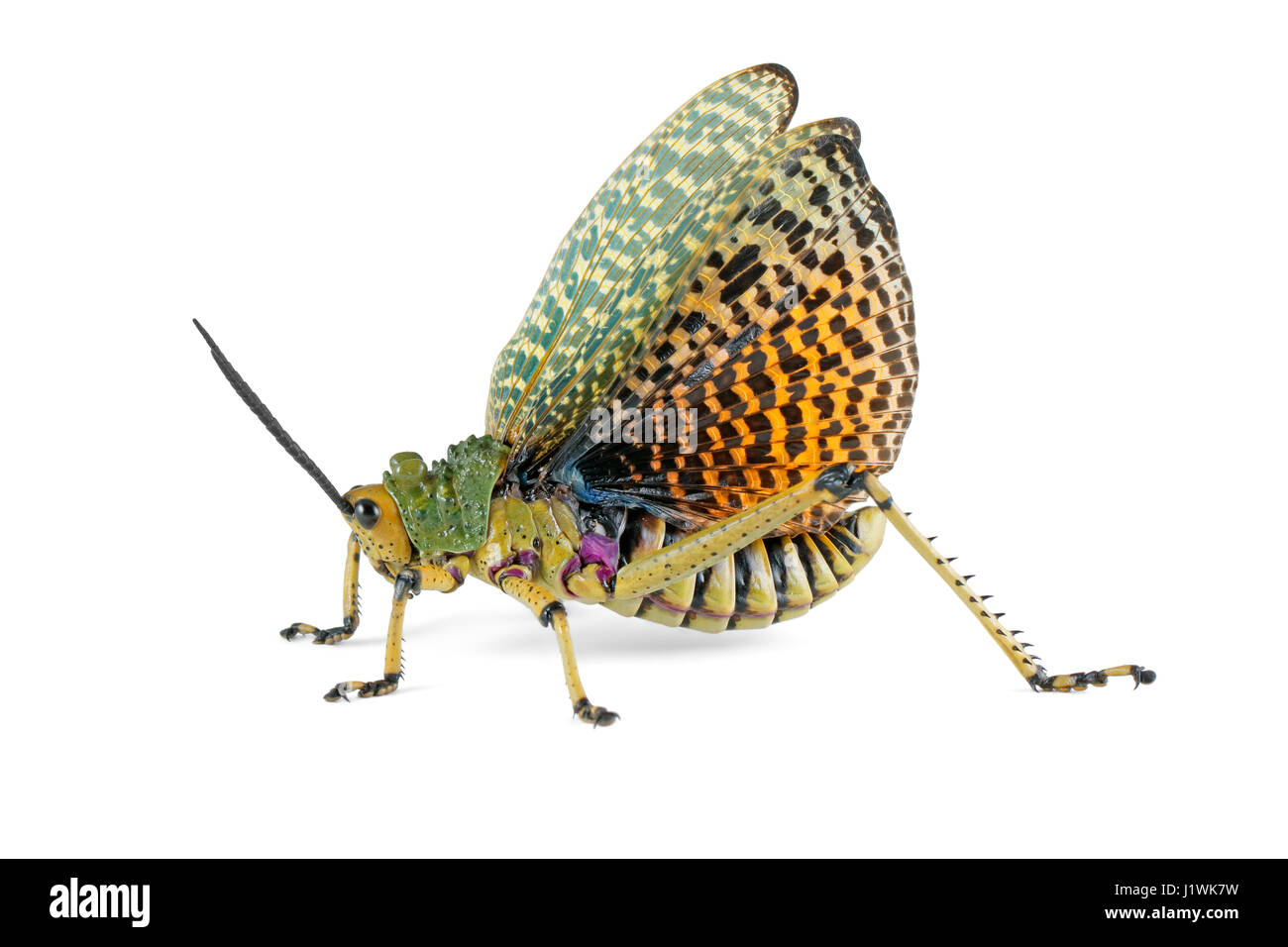 Milkweed locust (Phymateus spp.) con ali aperte sul bianco, Sud Africa Foto Stock