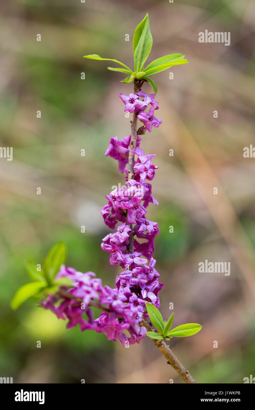 Fior di Stecco. Dafne mezereo. Fiore di Daphne mezereum. Flora di montagna. Altopiano di Pian del Cansiglio. Prealpi veneziane. Alpi italiane. Europa. Foto Stock