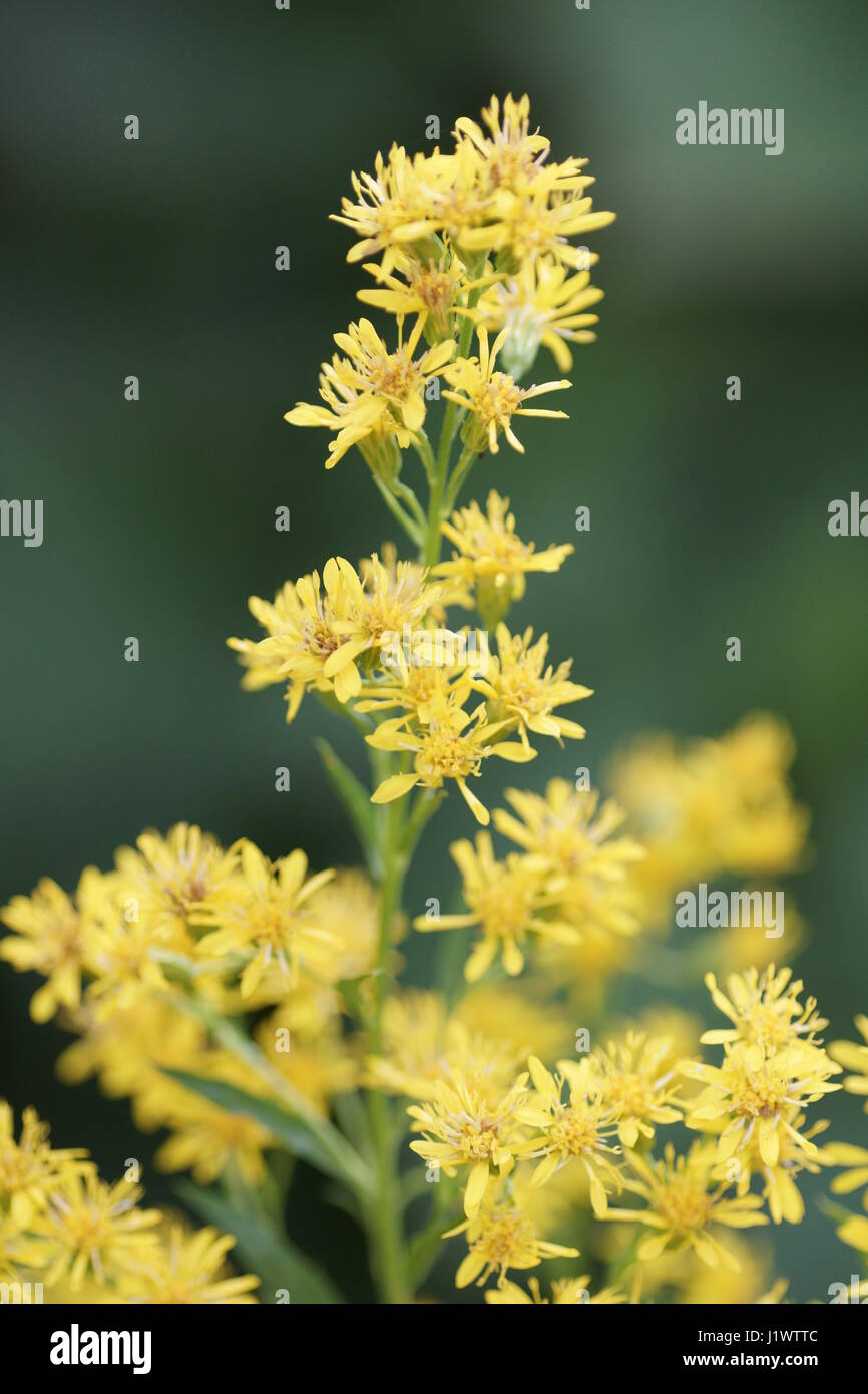 Solidago patagonica Foto Stock