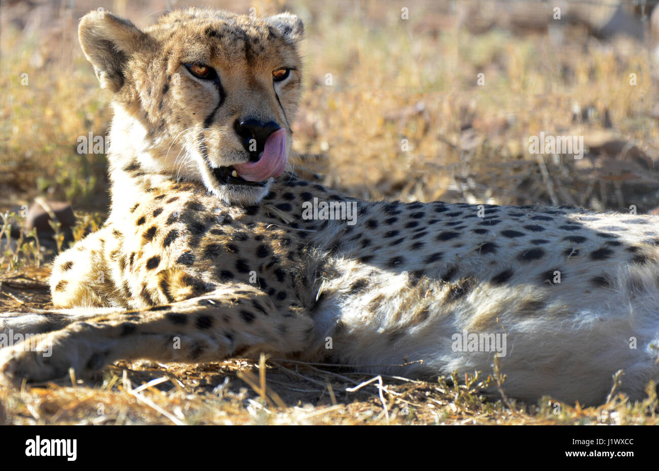 Un bel ghepardo in Sud Africa. Foto Stock