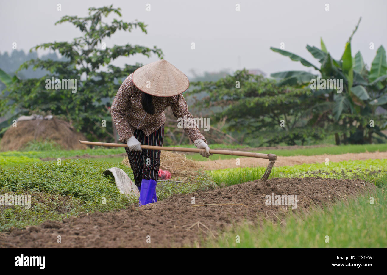 Il giardinaggio Dong Trieu Foto Stock