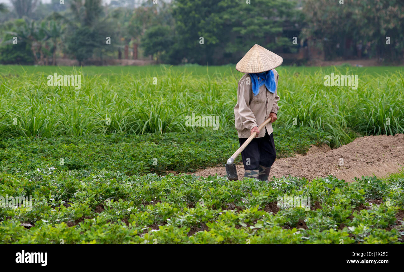 Il giardinaggio Dong Trieu Foto Stock