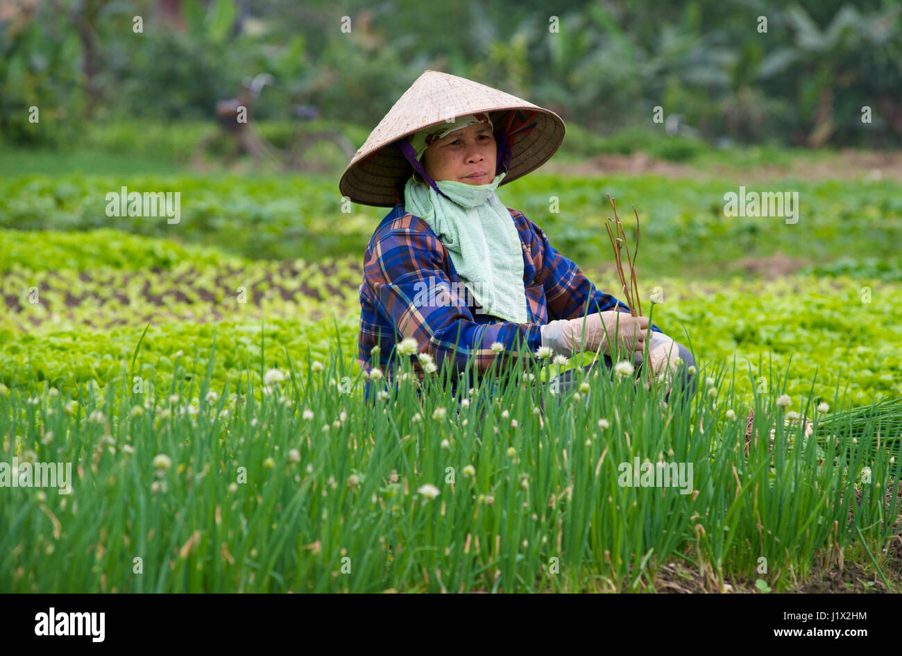 Il giardinaggio Dong Trieu Foto Stock
