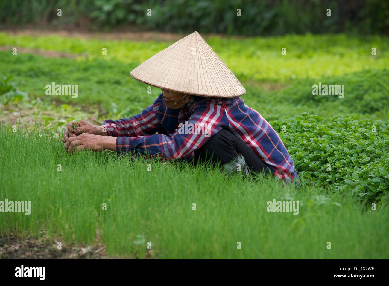 Il giardinaggio Dong Trieu Foto Stock