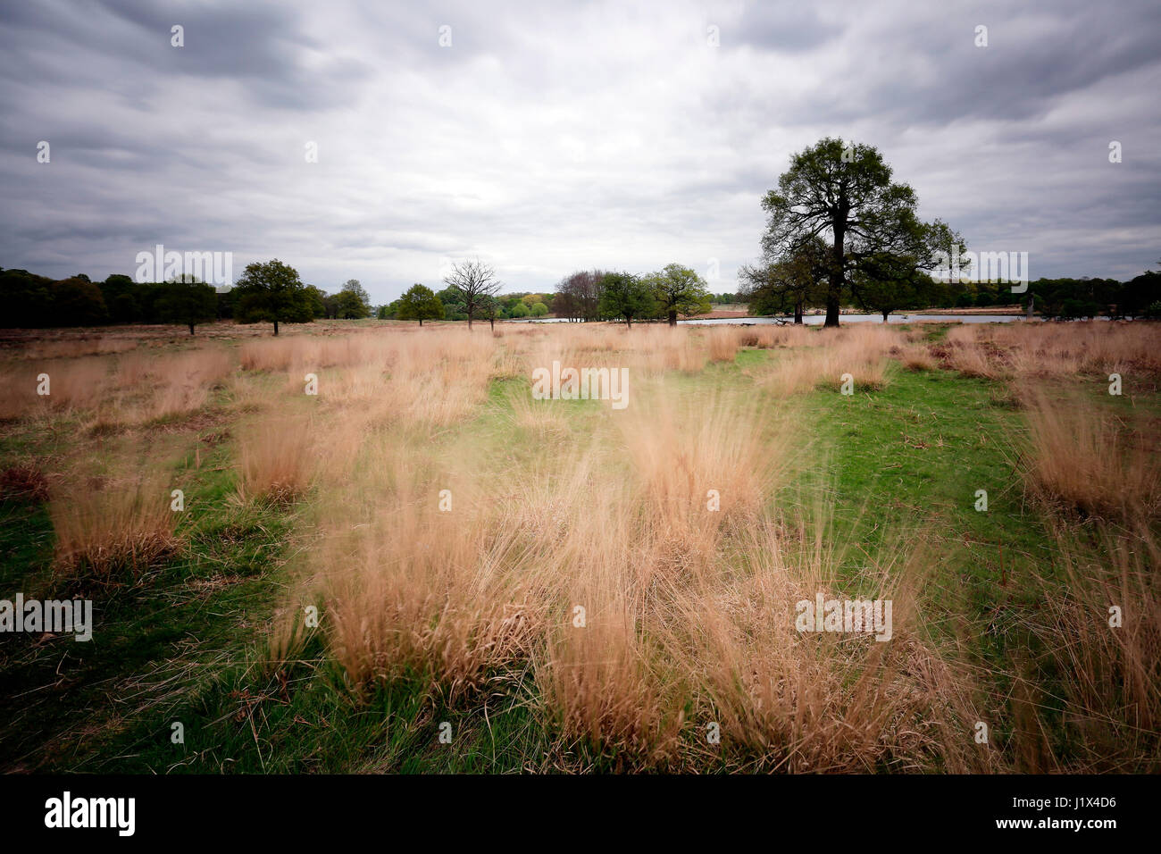 Paesaggio di Richmond Park è il parco più grande dei parchi reali di Londra e di quasi tre volte più grande del Central Park di New York. Foto Stock