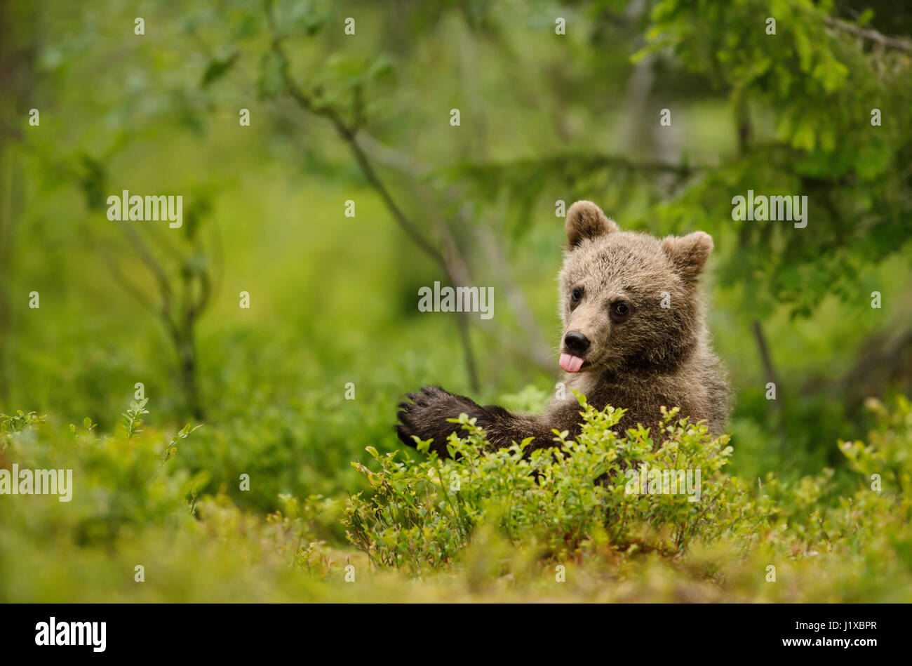 Brown Bear Cub spuntavano la tenaglia Foto Stock