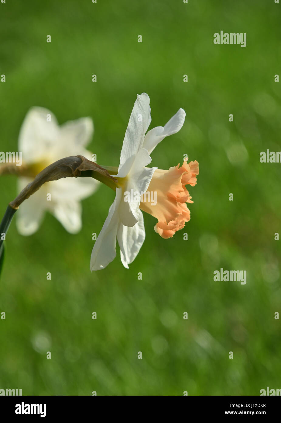 Bianco fiore di narciso di testa su fresco verde primavera sullo sfondo di erba in luce posteriore Foto Stock