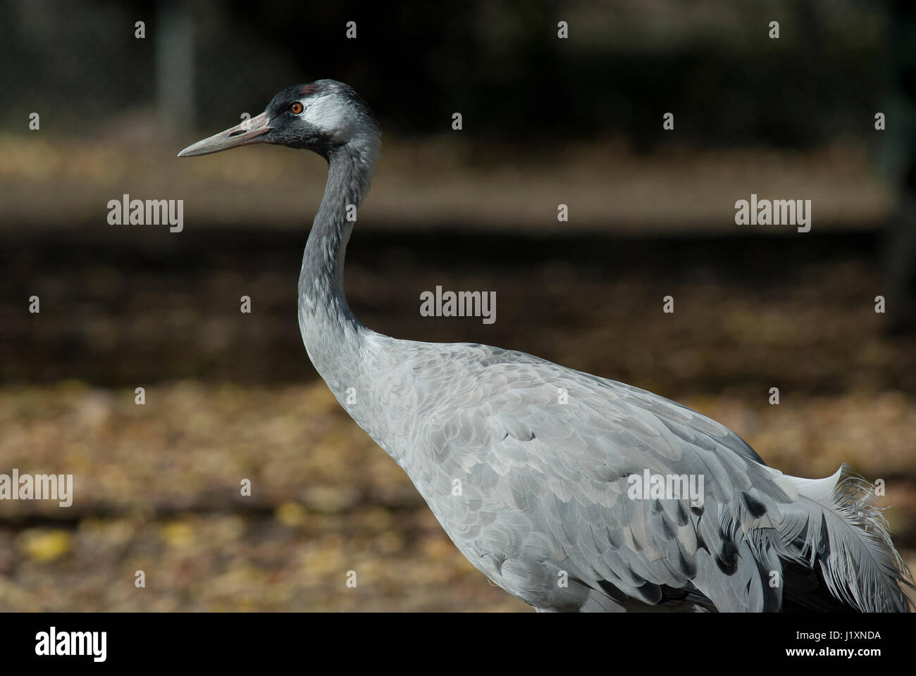 Gru comune (grus grus) Assiniboine Park Zoo, Winnipeg, Manitoba, Canada Foto Stock