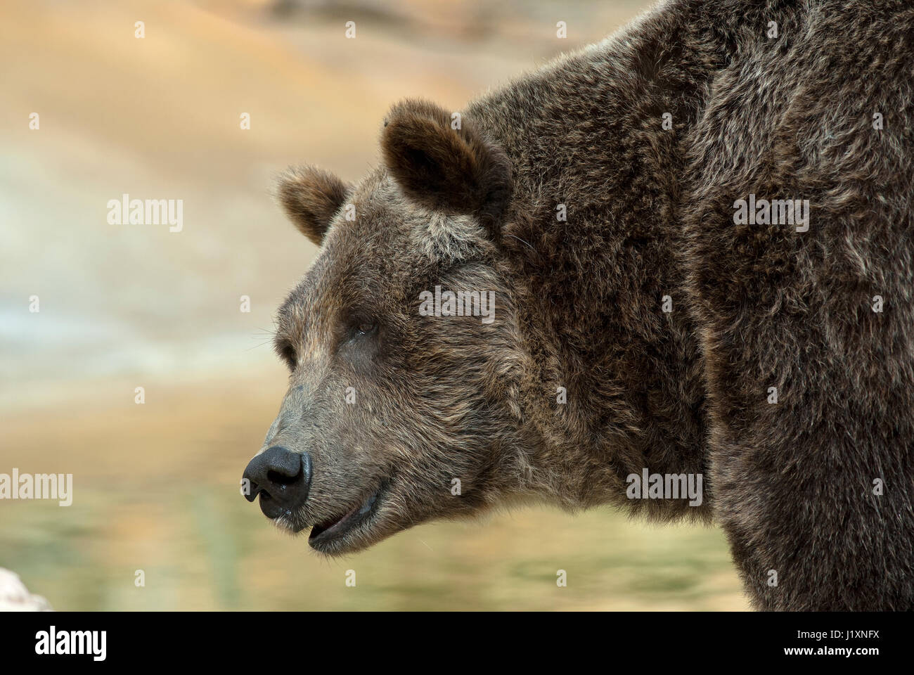 Orso grizzly (Ursus arctos horribilis) Assiniboine Park Zoo, Winnipeg, Manitoba, Canada Foto Stock