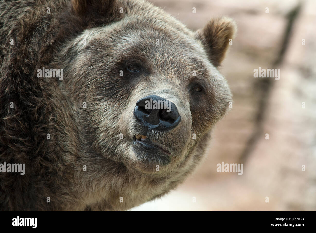 Orso grizzly (Ursus arctos horribilis) Assiniboine Park Zoo, Winnipeg, Manitoba, Canada Foto Stock