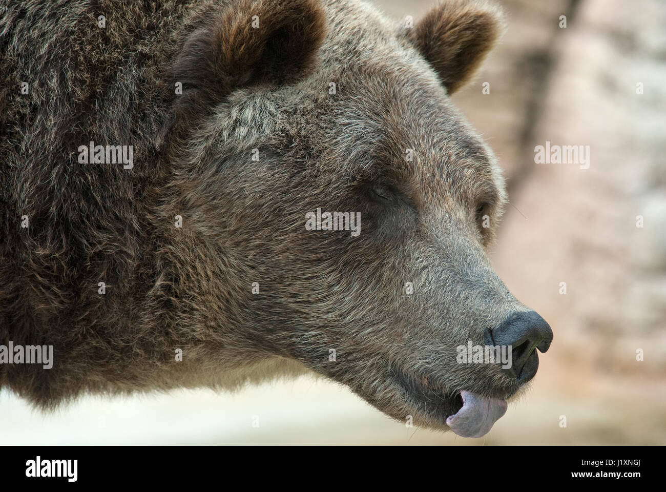 Orso grizzly (Ursus arctos horribilis) Assiniboine Park Zoo, Winnipeg, Manitoba, Canada Foto Stock