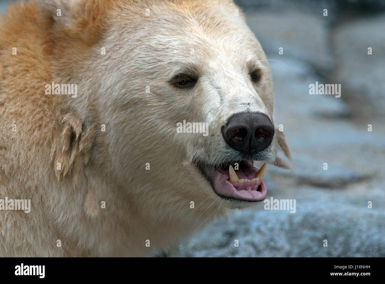 Spirito di orso, Kermode bear (Ursus americanus kermodei) Assiniboine Park Zoo, Winnipeg, Manitoba, Canada Foto Stock