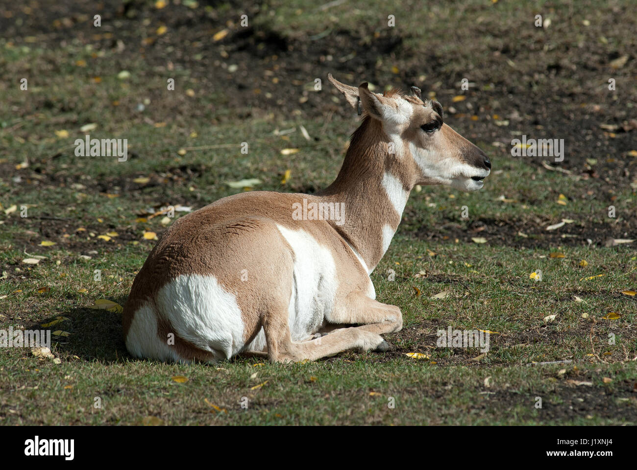 Pronghorn (Antilocapra americana), Assiniboine Park Zoo, Winnipeg, Manitoba, Canada Foto Stock