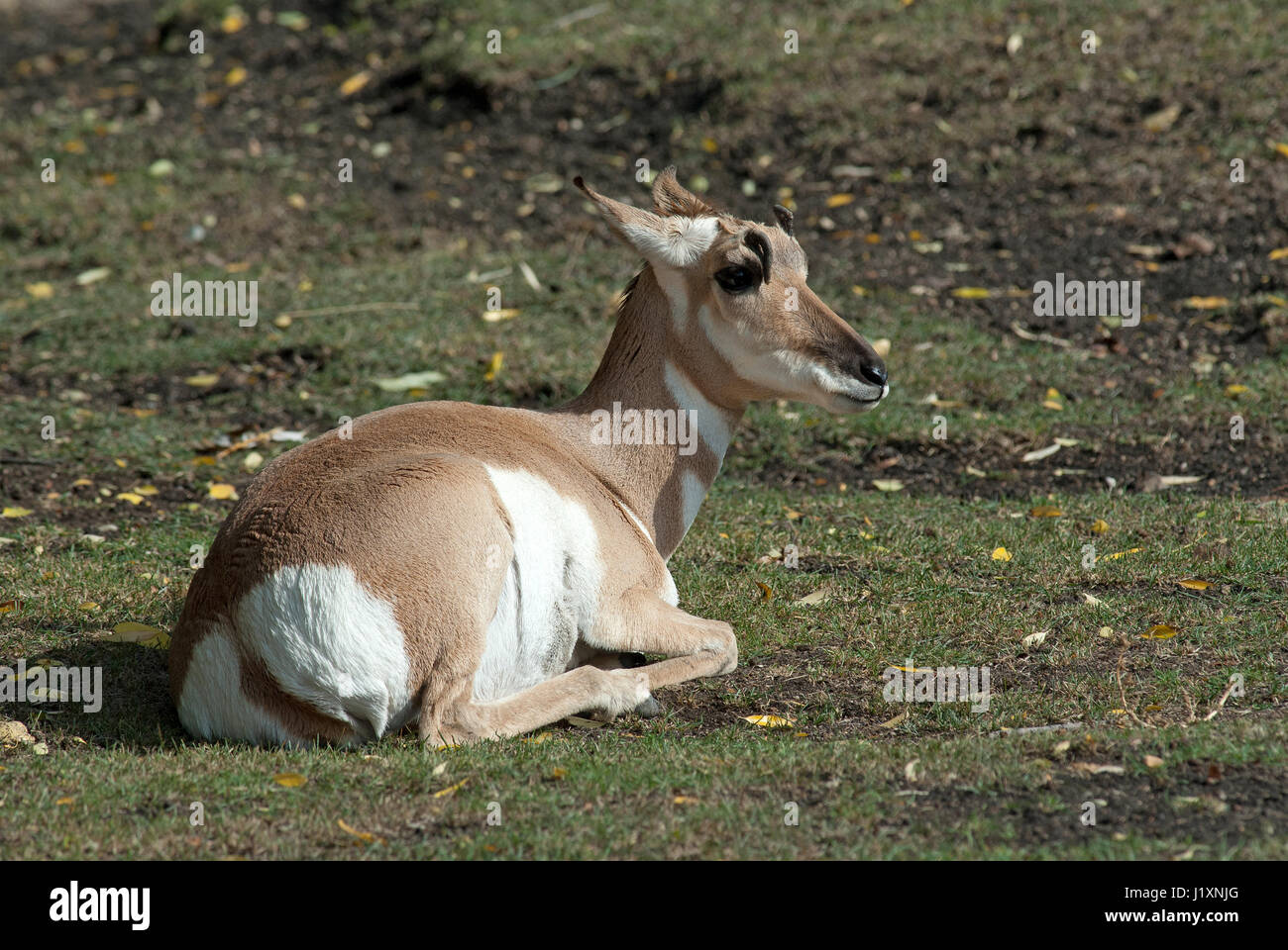Pronghorn (Antilocapra americana), Assiniboine Park Zoo, Winnipeg, Manitoba, Canada Foto Stock