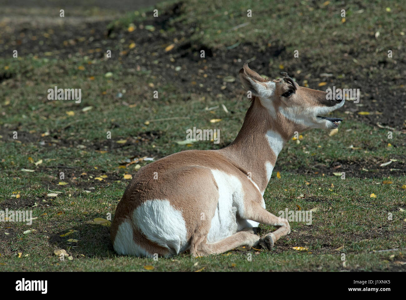 Pronghorn (Antilocapra americana), Assiniboine Park Zoo, Winnipeg, Manitoba, Canada Foto Stock