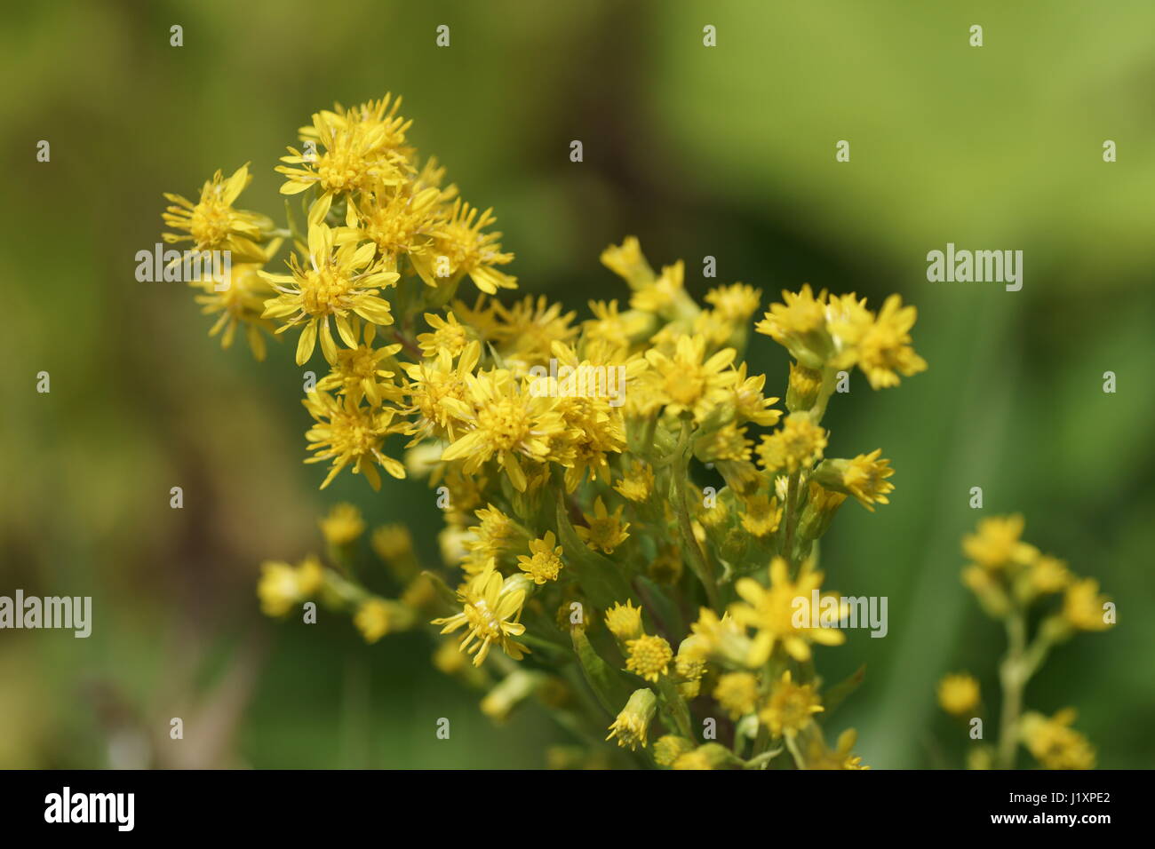 Solidago patagonica Foto Stock
