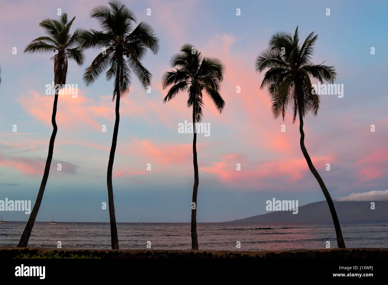 Alba a Lahaina su Maui con quattro alberi di pam silhouette. Foto Stock