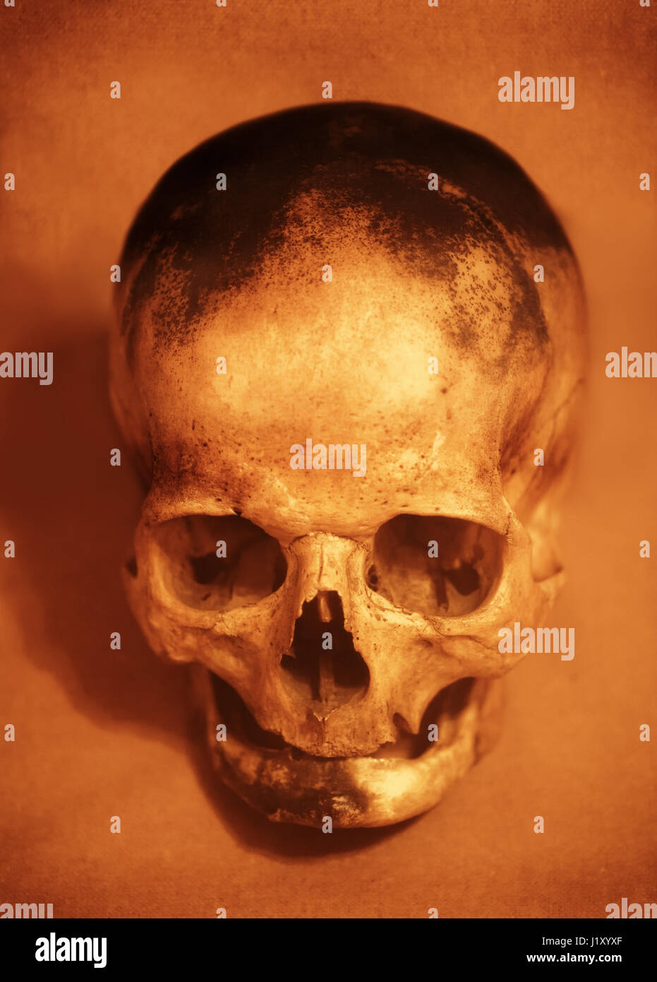 Cranio di persona close up Foto Stock