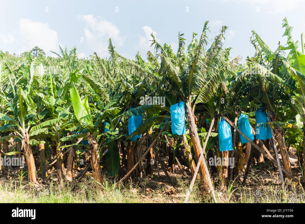 Alberi di banane closeup raccolti di frutta ricoperti in blu di sacchetti di plastica da uccelli scimmie in agriturismo planation/ Foto Stock