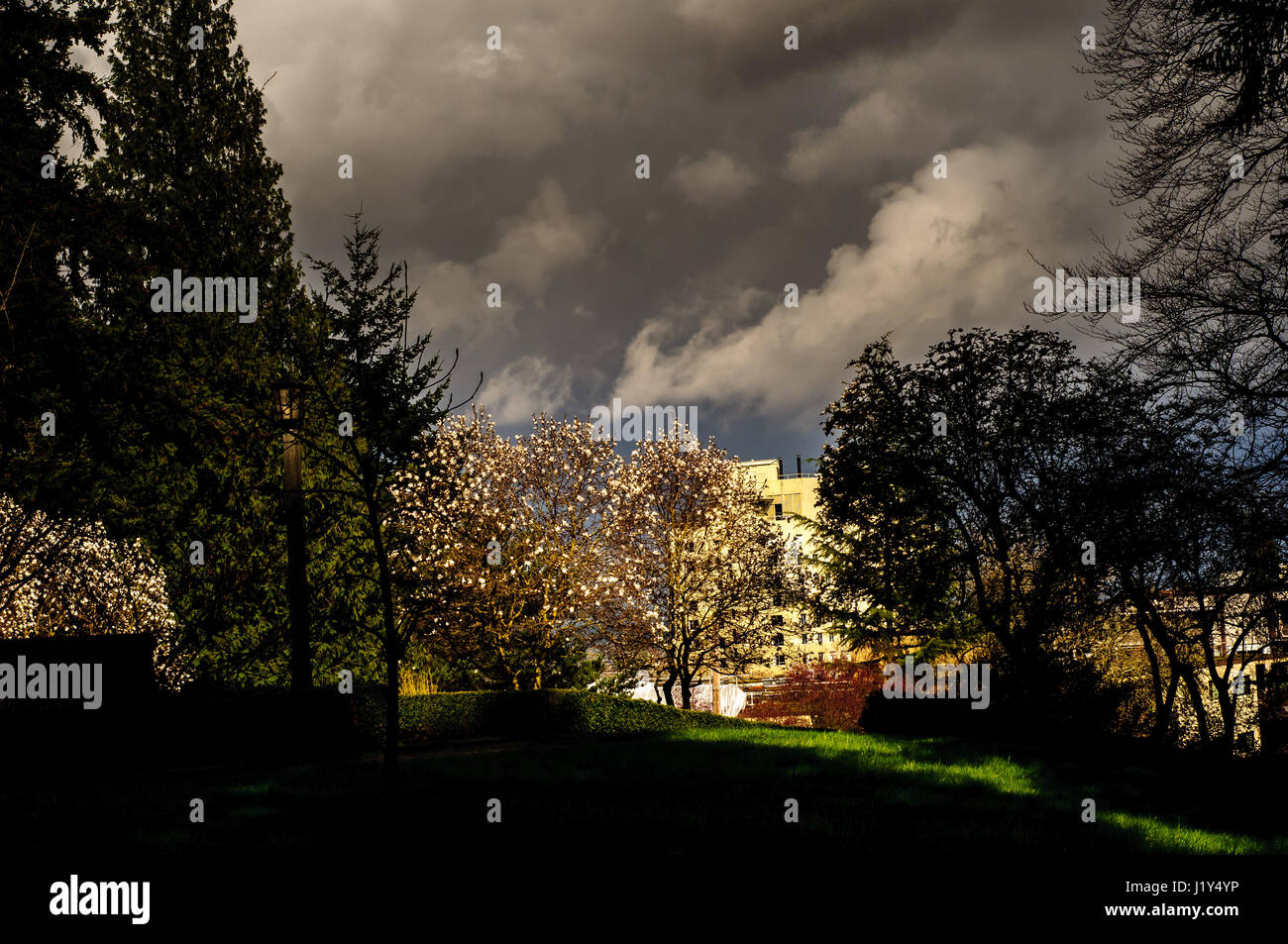 Alberi con edifici dietro di Portland, Oregon, Stati Uniti d'America Foto Stock