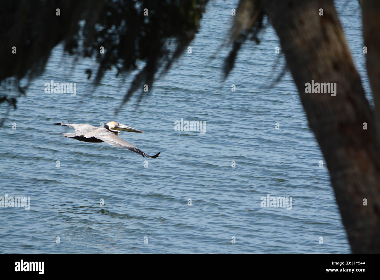 Un Pellicano marrone (Pelicanus occidentalis) volando sopra la baia di Tampa a Philippe Park nel porto di sicurezza, Florida. Foto Stock