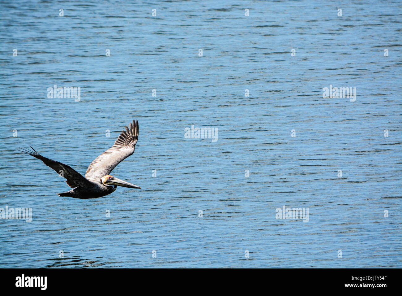 Un Pellicano marrone (Pelicanus occidentalis) volando sopra la baia di Tampa a Philippe Park nel porto di sicurezza, Florida. Foto Stock