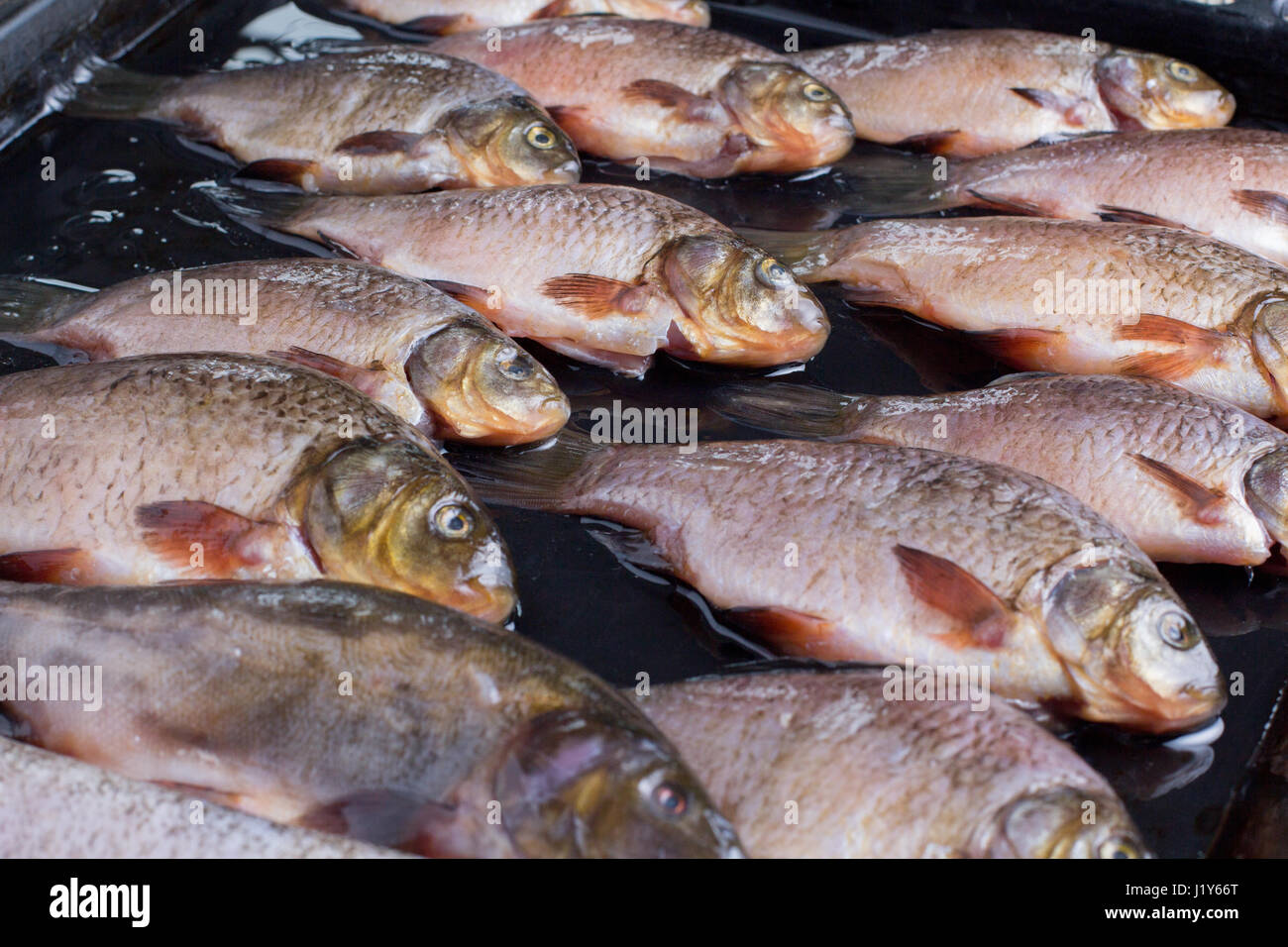 Un sacco di fresco pesce di fiume su un vassoio Foto Stock