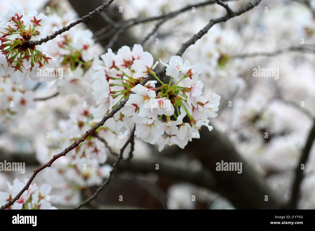 Somei-yoshino la fioritura dei ciliegi in Giappone Foto Stock