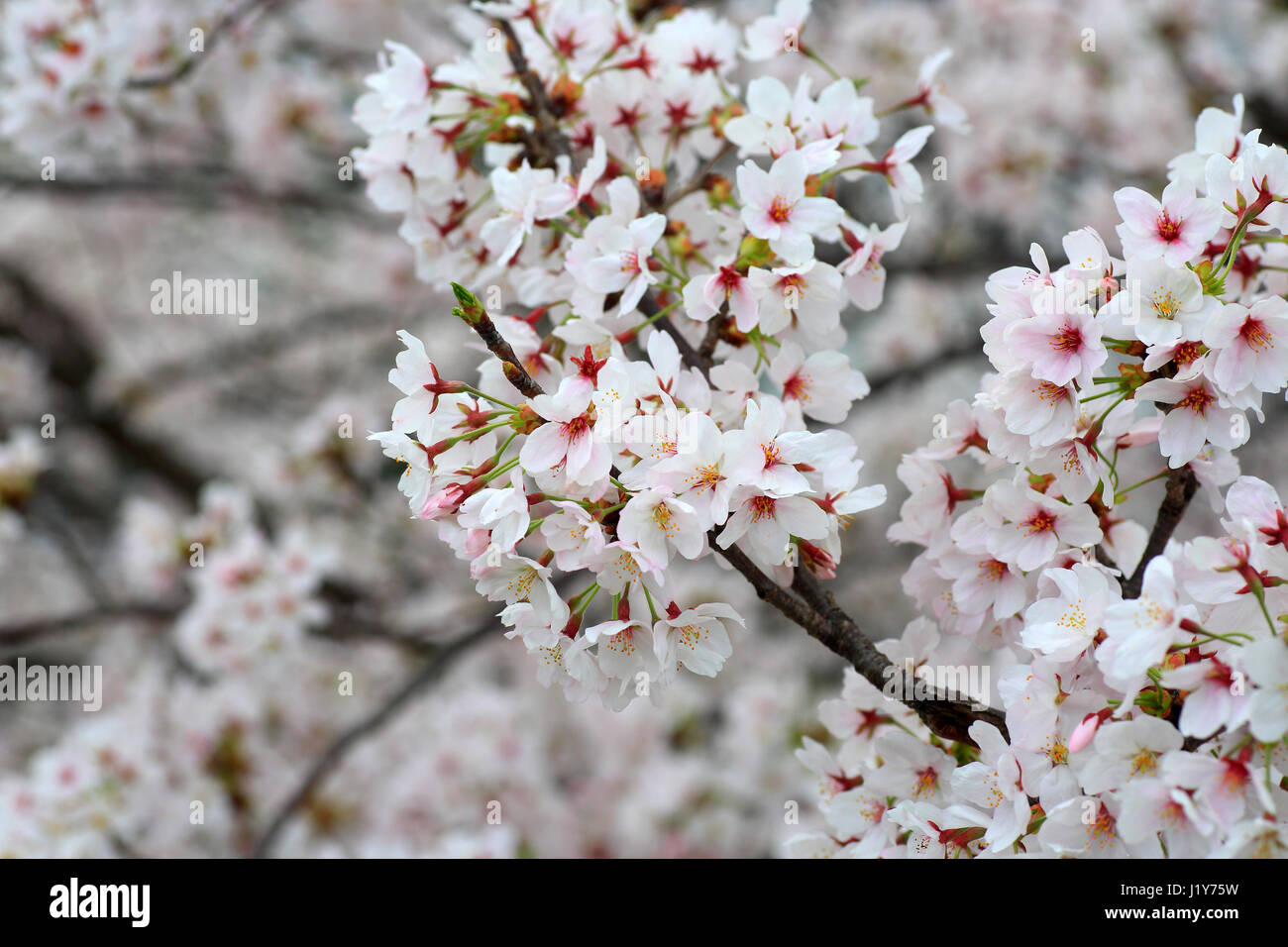 Somei-yoshino la fioritura dei ciliegi in Giappone Foto stock - Alamy