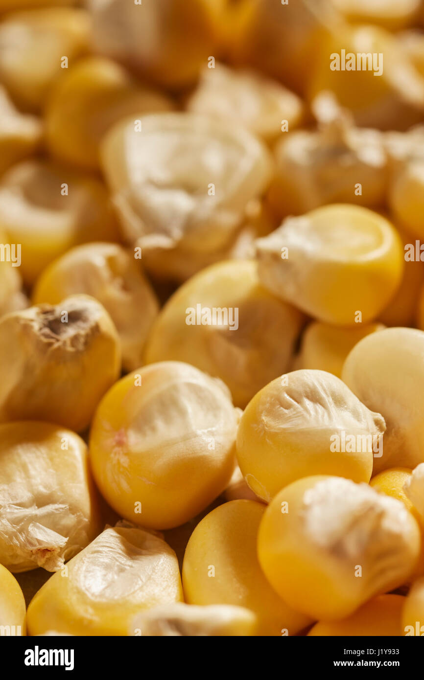 Chicchi di essiccato nativo americano di mais vitreo Foto Stock