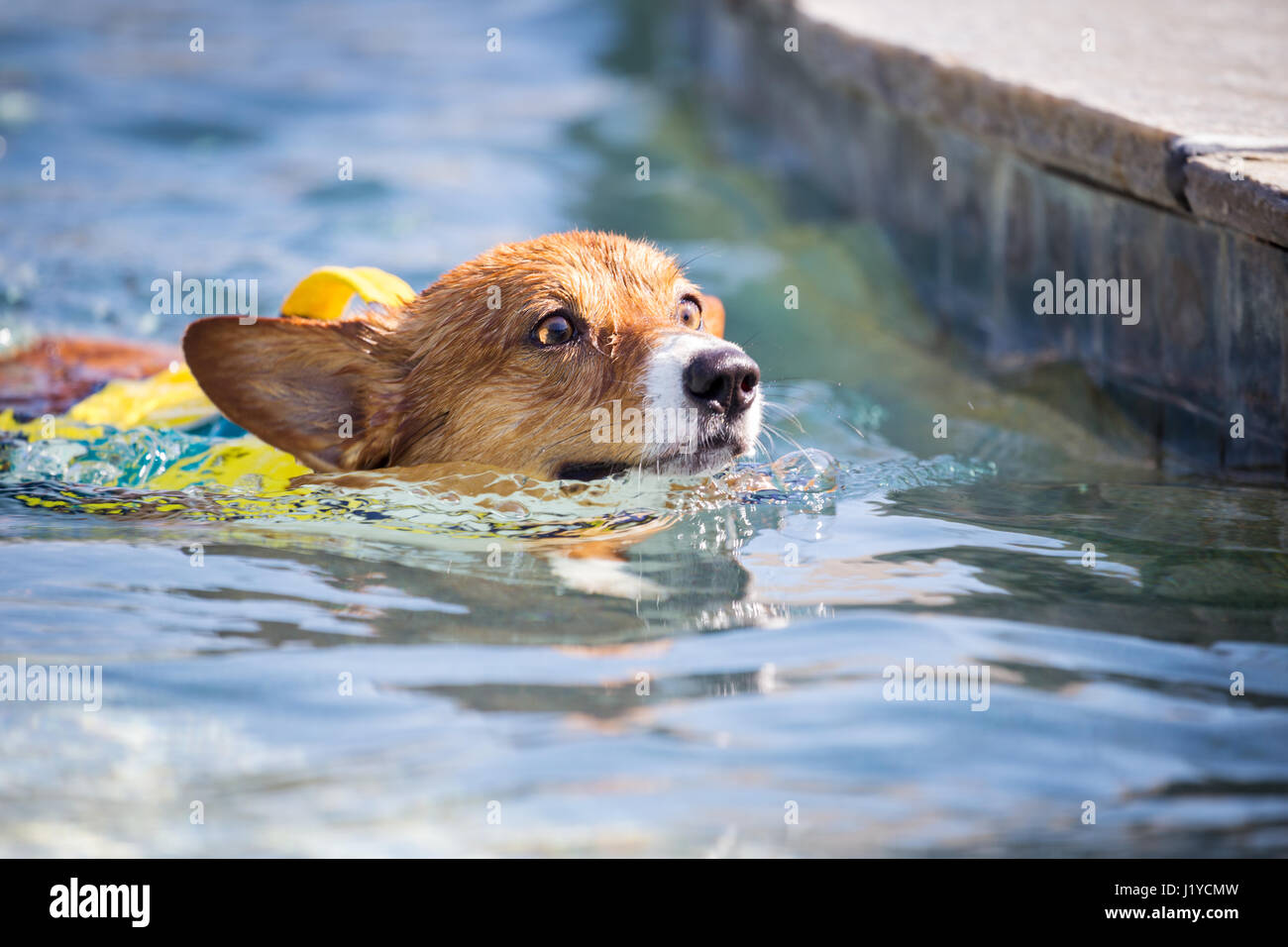 Pembroke Welsh Corgi cane nuotare in una piscina Foto Stock
