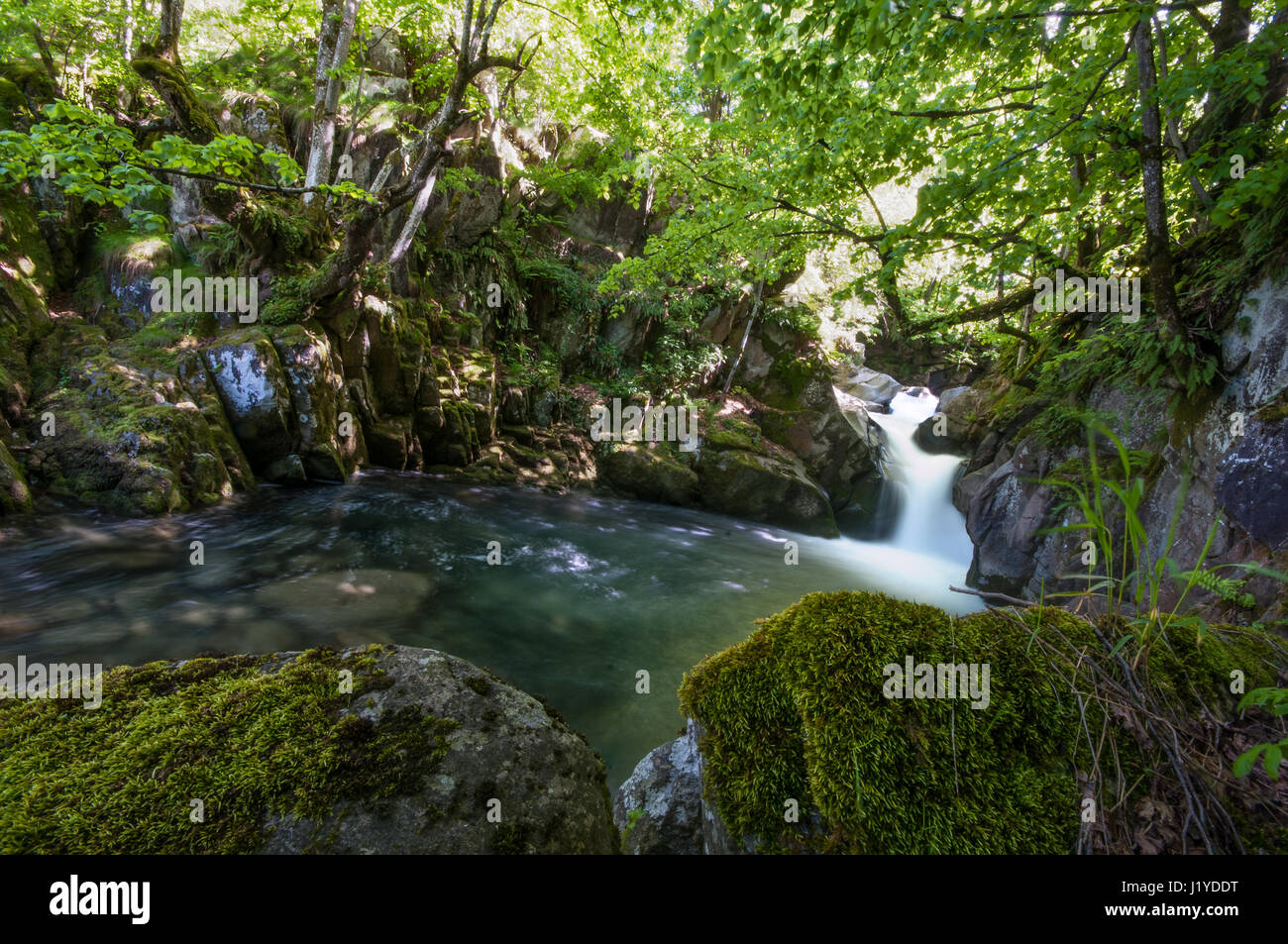 Una piccola cascata in un bosco delle Alpi Italiane Foto Stock