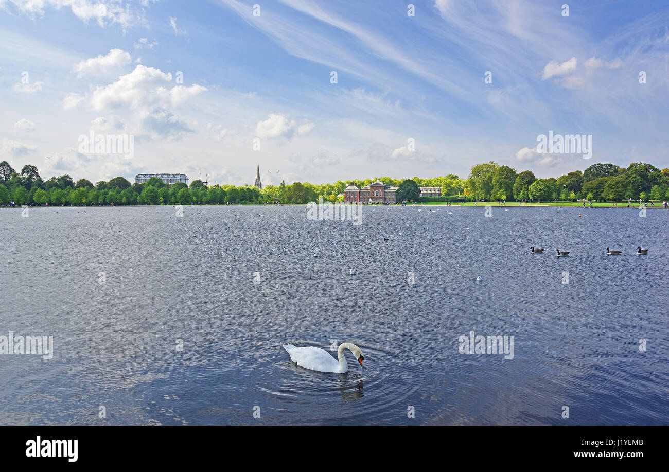 Swan (cygnus anatidi) e oche (Branta canadensis) sul Round Pond in Kensington Gardens con Kensington Palace in distanza. Foto Stock