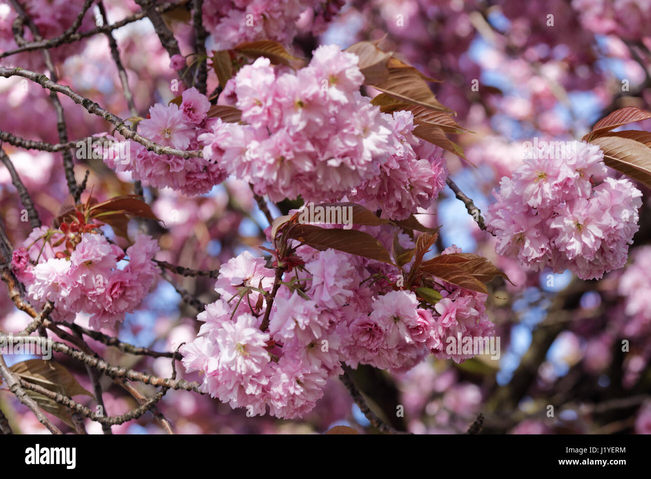 Rosa fiori di ciliegio luminoso vicino fino a bhz Foto Stock