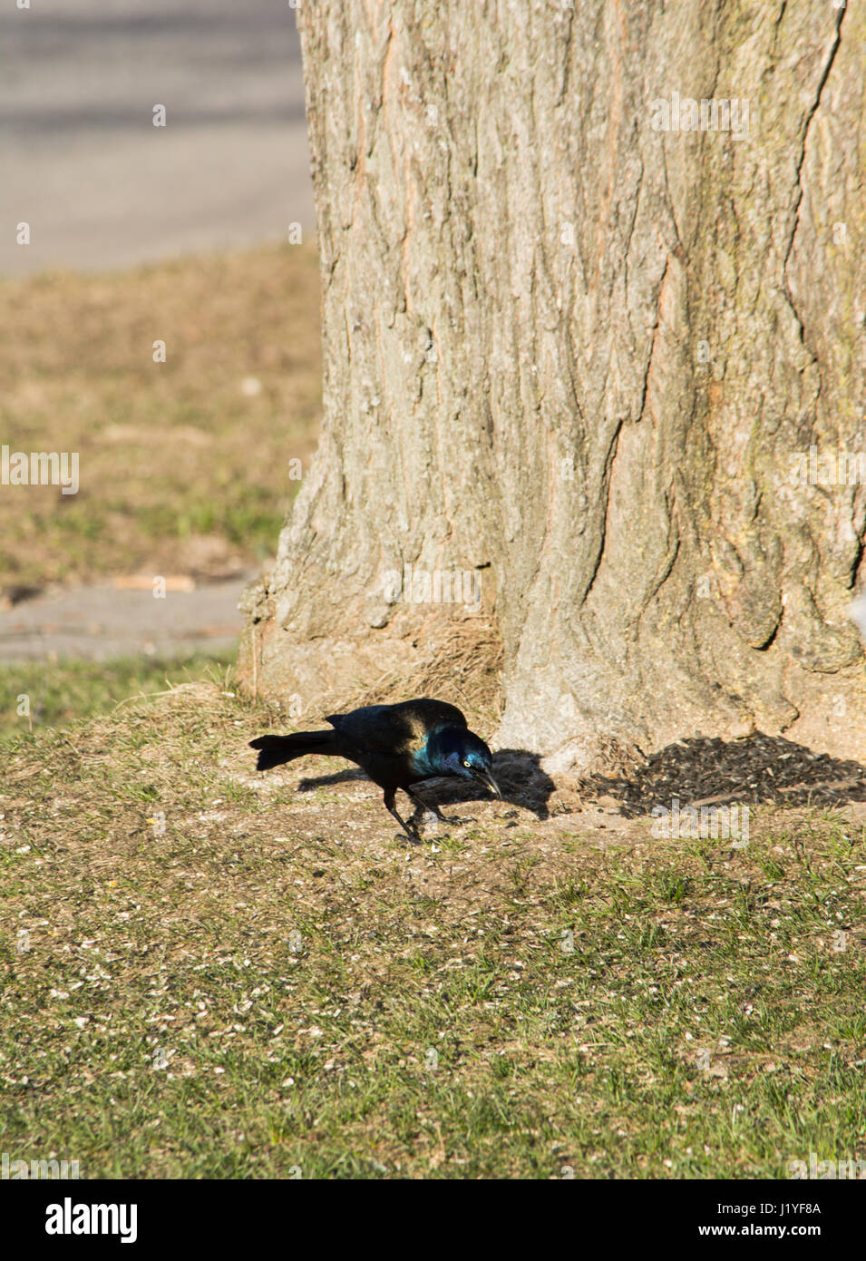 Grackle comune alla base di un albero di mangiare semi. Foto Stock