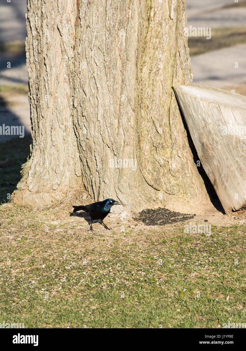 Grackle comune alla base di un albero di mangiare semi. Foto Stock