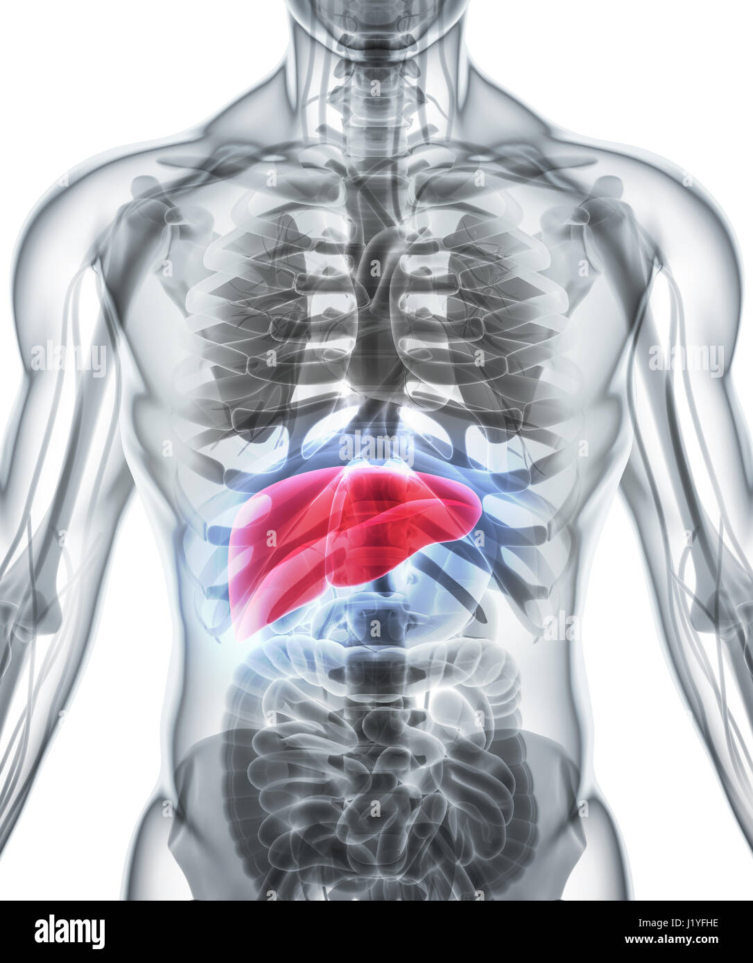 3D illustrazione del Fegato - parte del sistema digestivo. Foto Stock